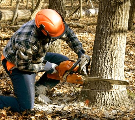 Tree Removal in Hayti, SD